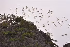 Vân Long ou «la baie sans vagues»