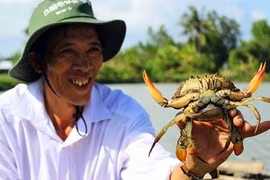 Le crabe de Nam Can de Cà Mau devient une marque commerciale 