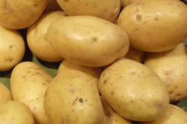 Vietnam: Marché potentiel pour les pommes de terre néo-zélandaises 