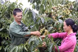 Les exportations de café bien transformé en forte croissance