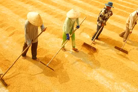 La production de riz estimée à 45,2 millions de tonnes