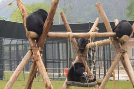 2020 : mettre fin à l'utilisation de la bile d'ours dans la médecine traditionnelle 