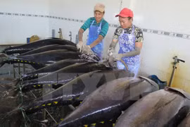 Pêche au thon : don du Japon pour Binh Dinh