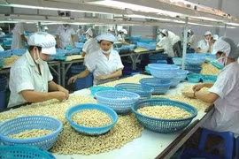 Noix de cajou : belles perspectives pour les exportations vers les Etats-Unis en 2016