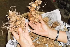 Quang Nam: Plus de 9.000 milliards de dôngs pour la culture du ginseng du mont Ngoc Linh 