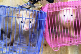 Animaux sauvages : sauvetage de quatre animaux sauvages à Tay Ninh