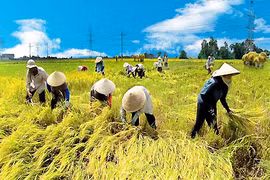 TPP : le delta du Mékong accélère sa restructuration agricole