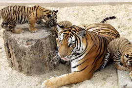 Le Vietnam ne recense que 20 tigres d'Indochine