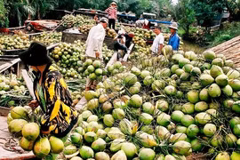 Produits à base de noix de coco : 30% des exportations de Bên Tre