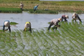 La riziculture à faibles émissions de CO2, l’une des priorités du Vietnam