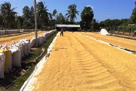Plus de 45 millions de tonnes de riz produits en 2015