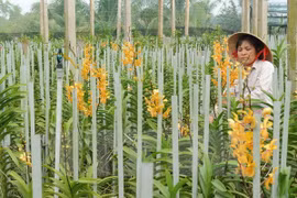 Découverte de huit nouvelles espèces d’orchidée au Tay Nguyen