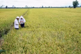 Ha Nam: production expérimentale du riz Japonica