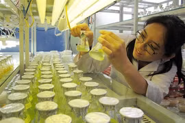 Les pas difficiles de la biotechnologie au Vietnam