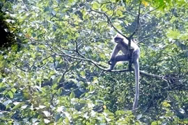 Un groupe de langurs gris d’Indochine découvert à Thanh Hoa