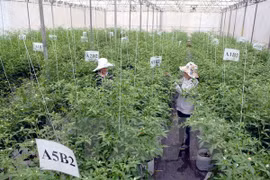 Le Vietnam appelle à l'investissement ​japonais dans le secteur agricole