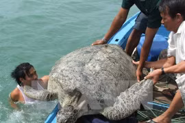 Au chevet des tortues marines de Côn Dao