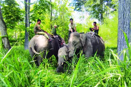 Aide internationale pour la protection des éléphants à Dak Lak