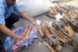 Saisie de plus de 180 kg d'ivoire en provenance d'Angola