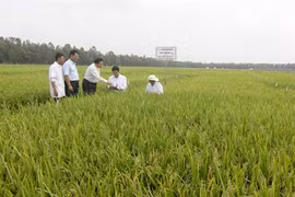  Le Soudan souhaite renforcer sa coopération avec le Vietnam dans l'agriculture et l'industrie