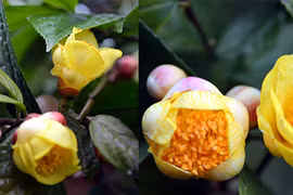 Quang Ninh: ouverture du festival du camélia à fleurs d'or