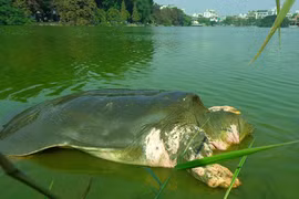 La légendaire tortue géante de Hoàn Kiêm sera conservée 