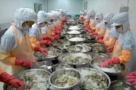 Hausse des exportations de crevettes aux Etats-Unis