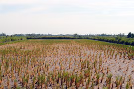 Réunion sur l'adaptation au changement climatique à Soc Trang