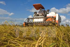 Le Japon ouvrira une entreprise de transformation et commercialisation du riz à Yen Bai