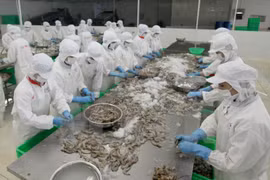 Crevettes: le Vietnam et les États-Unis signent un accord antidumping