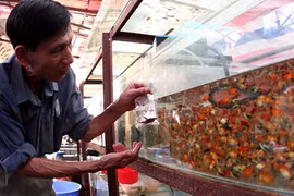 La fièvre des poissons d’aquarium gagne le Vietnam