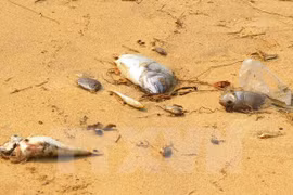 Hécatombe de poissons : la cause identifiée
