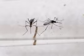 Premier cas de virus Zika à Singapour