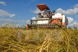 Développement de riz de qualité pour l'export