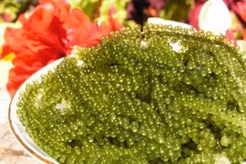 La culture des algues de raisins de mer à Ninh Thuan, un métier rentable