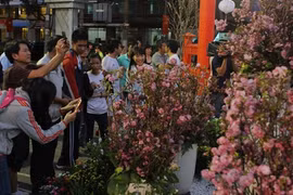 Ouverture de la Fête des cerisiers à Hô Chi Minh-Ville 2016