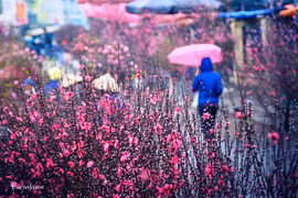 Les marchés des fleurs, élément culturel du Têt 