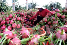 Renforcement de la coopération entre l'Australie et les localités vietnamiennes