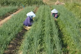 Les coopératives contribuent à la valorisation des produits agricoles