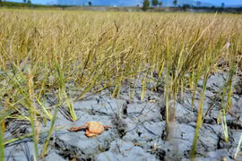 Coopération Vietnam-Allemagne dans la résilience au changement climatique 