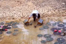 La sécheresse et la salinisation ravagent le delta du Mékong