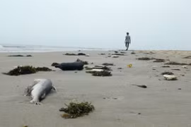 Mort massive de poissons : Le Premier ministre demande d’assister les pêcheurs