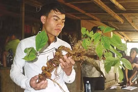 Un ginseng de Ngoc Linh de 100 ans à Quang Nam 
