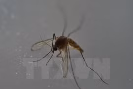 Ho Chi Minh-Ville : découverte de 6 nouveaux cas de virus Zika 