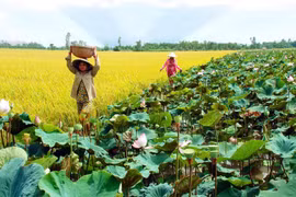 Création du Centre des biotechnologies de la région de Dông Thap Muoi