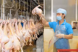 Promotion de l’export de viande de poulet au Japon 