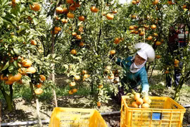 Agriculture : objectif de plus de 21 milliards d'exportation en 2018