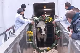 Le groupe TH importe des vaches laitières américaines en Russie