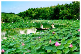 Dông Thap : la Fête des fleurs de lotus 2018