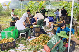 Les 40 tonnes de longanes de Sông Ma expédiées vers la Chine